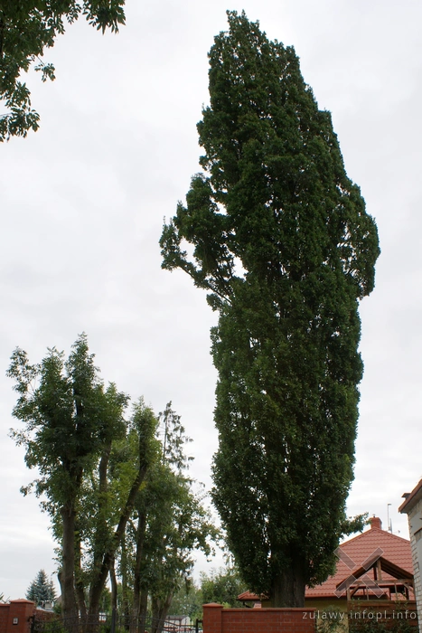 Dąb szypułkowy piramidalny