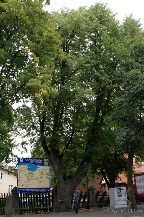 Nieistniejąca lipa drobnolistna