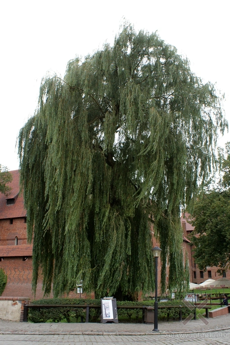 Wierzba biała przy baszcie Kurza Stopka