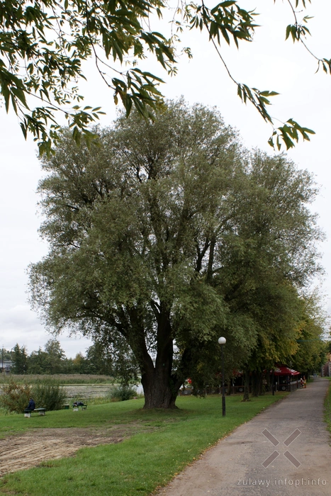Wierzba biała przy kładce na Nogacie