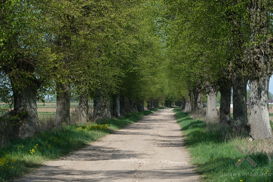Żuławska aleja lipowa