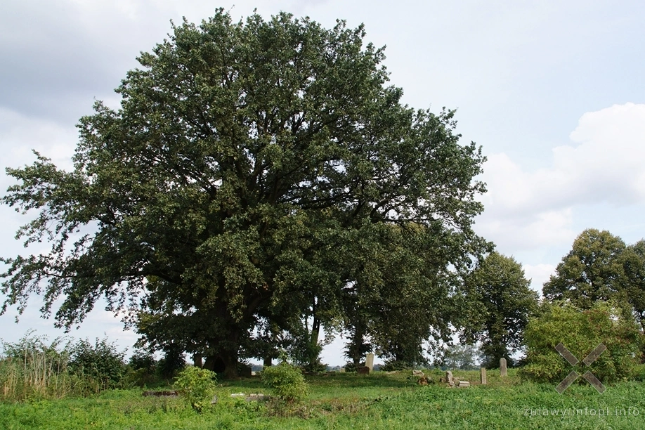 Cmentarz mennonicki w Różewie