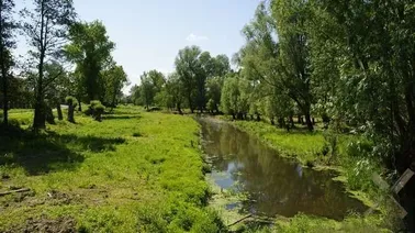 Kanał Izbowa Łacha w Stobnej (2014)