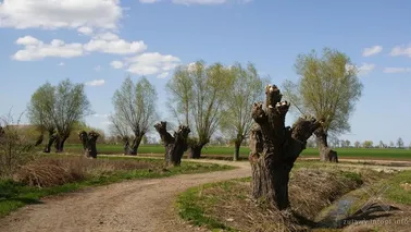 Aleja wierzbowa z Pordenowa do Parszewa