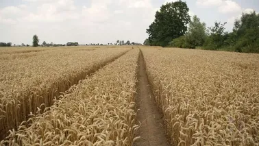 Ścieżka zbożowa Świerki-Marynowy