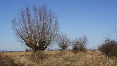 Żuławski krajobraz w okolicach Malborka