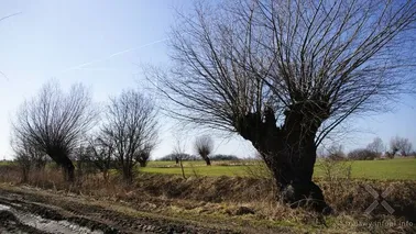 Żuławski krajobraz w okolicach Malborka