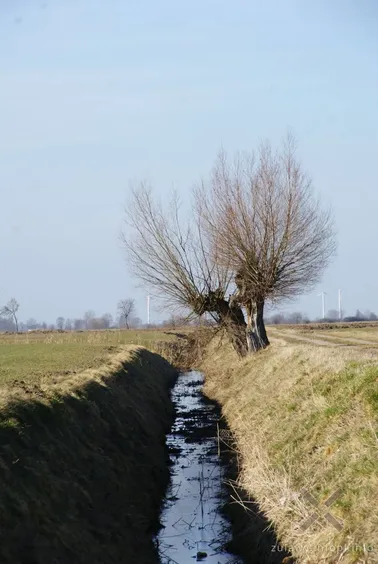 Żuławski krajobraz w okolicach Malborka