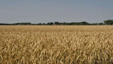 Żuławy i Gnojewo w tle, z hełmem wieży zabytkowego kościoła