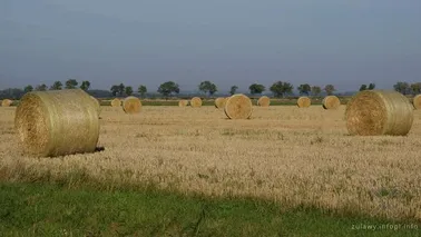 Żuławy i lasy