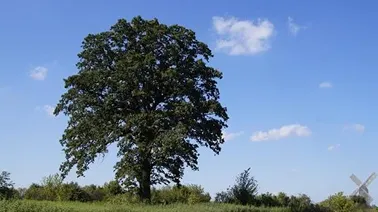 Dorodny dąb w okolicach Pielicy.