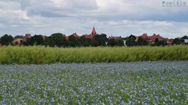 Kierunek miejsca zbiórki.