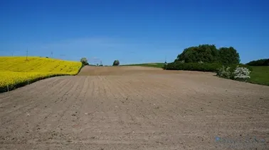 Cmentarz w Lipowcu w kępie drzew.