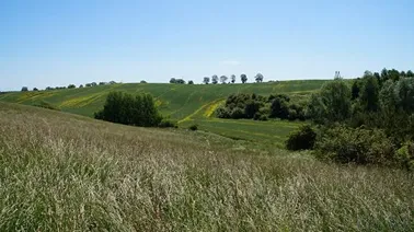 Zanikający kwiat rzepaku na Powiślu.