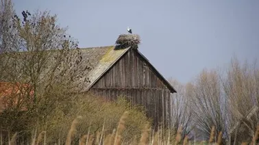 Żuławy Elbląskie