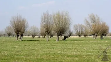 Żuławy Elbląskie