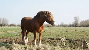 Żuławy Elbląskie