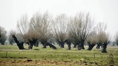 Żuławy Elbląskie