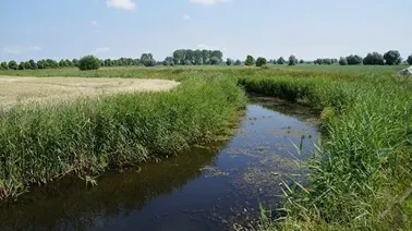 Okolice Ząbrowa.