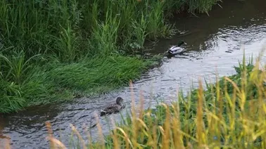 Droga nad Kanałem Młynówki.