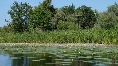 Rodzina bocianów nad Tugą.