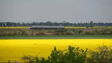 Pendolino w rzepaku.