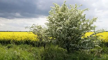 Wiosna na Żuławach