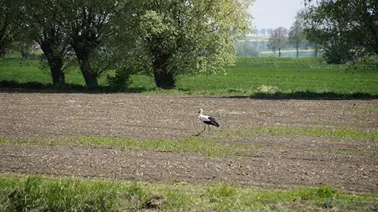 Na granicy Żuław i Powiśla