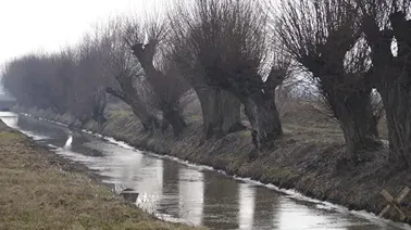 Żuławy Elbląskie.