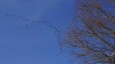 Żuławy Elbląskie.