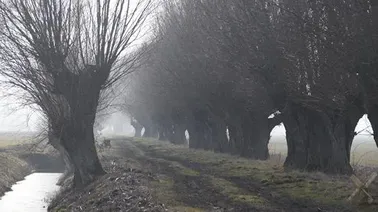 Żuławy Elbląskie.