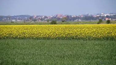 Gniew