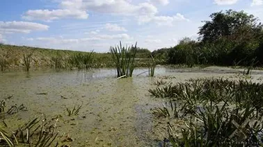 Żuławy Elbląskie