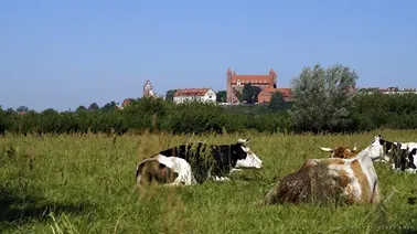 Gniew