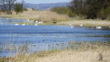 Jezioro Druzno