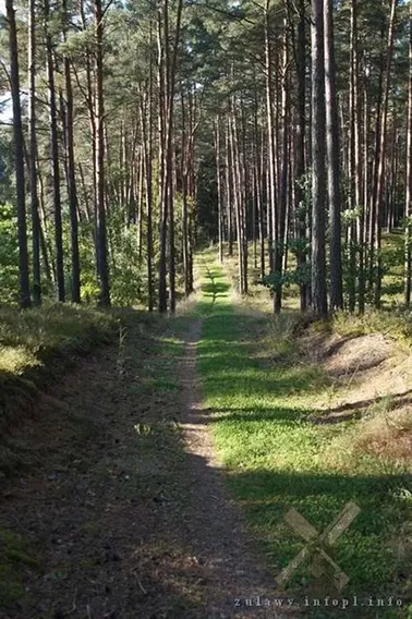 Leśna ścieżka rowerowa