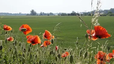 Żuławy w okolicach Kamionki