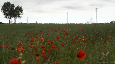 Żuławy w okolicach Martąga