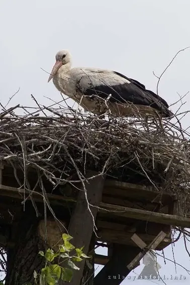 Jeden z wielu bocianów w Marynowach