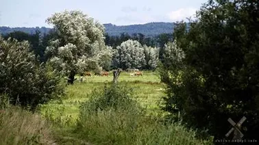 Tropy Elbląskie