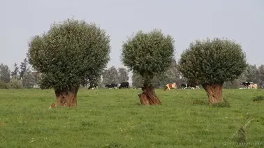 Żuławy Elbląskie