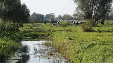 Żuławy Elbląskie