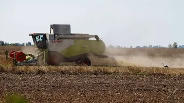 Bociany w pyle rzepaku i krajobraz nad Świętą rzeką