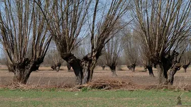 Na wierzby przez Żuławy Elbląskie