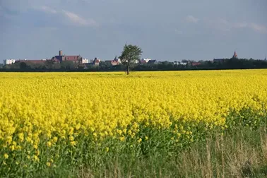 Malbork