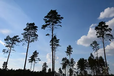 Lasami i polami Dolnego Powiśla