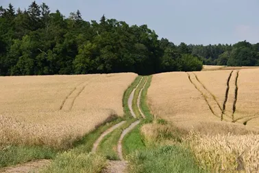 Dolne Powiśle