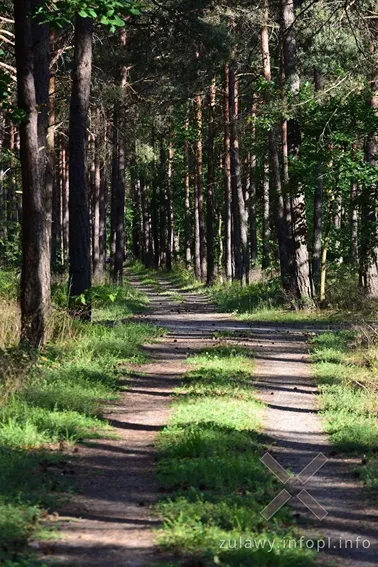 Dolne Powiśle