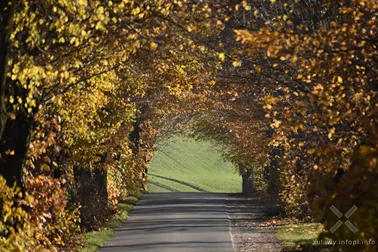 Jesień 2021, cz. V (Lasy i Żuławy)