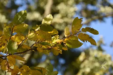 Pojezierze Dzierzgońsko-Morąskie